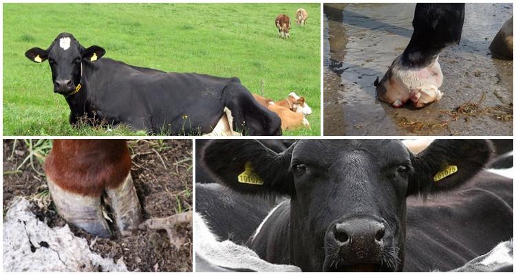 cow hooves