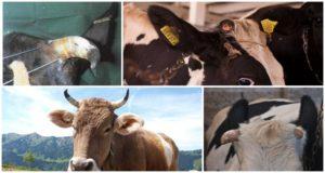 A vaca tem chifres e para quê, estrutura e como remover e usar