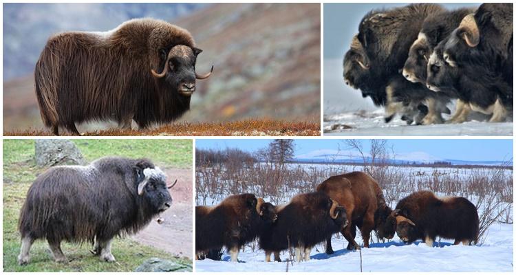 where does the musk ox live