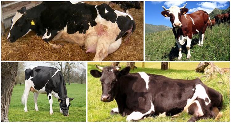 ketosis in cattle