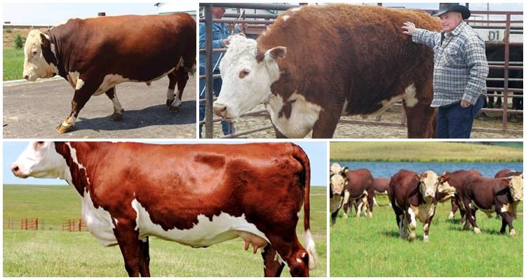 Hereford Rasse