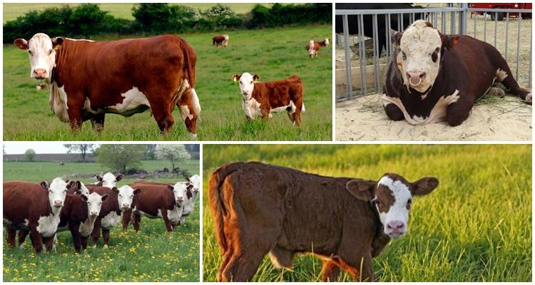 Hereford Rasse