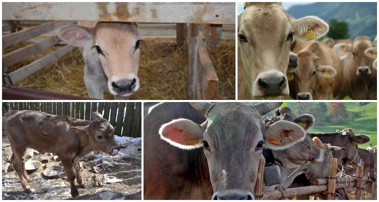 brewer's grains as feed for cattle