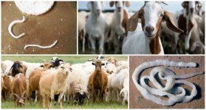 Anzeichen und Symptome von Würmern bei Ziegen, Behandlung und vorbeugende Maßnahmen