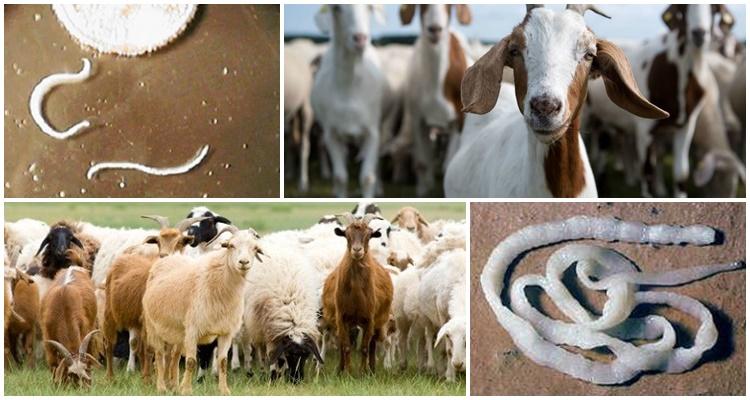 Anzeichen und Symptome von Würmern bei Ziegen, Behandlung und vorbeugende Maßnahmen