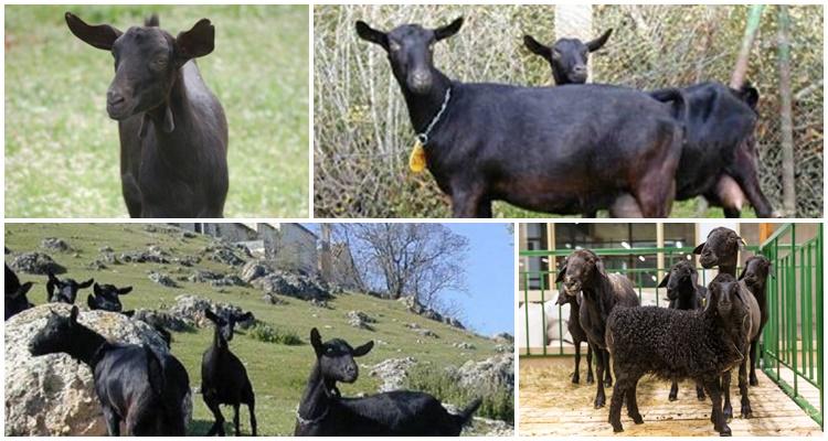 Ziege Murciano Granadina