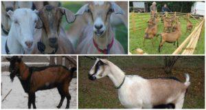 Description of the breed and characteristics of German variegated goats, care and where to buy