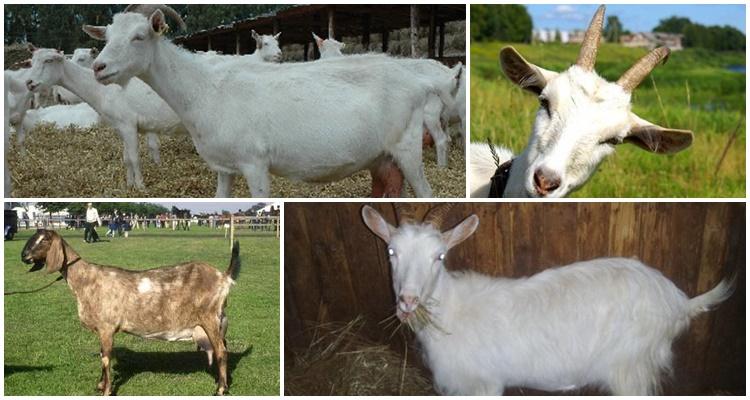 many goats