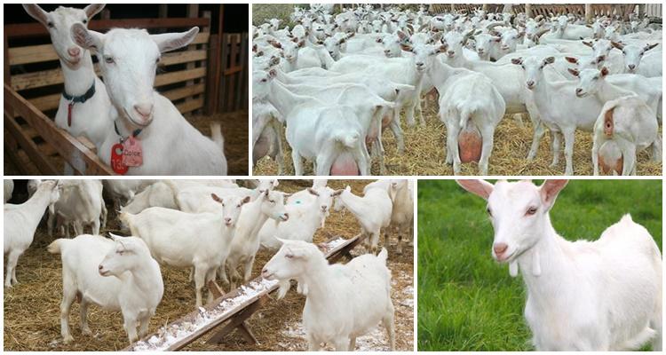 goat treatment