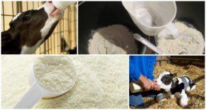 How to breed milk powder per 1 liter of water and proportions for calves, the best milk replacer