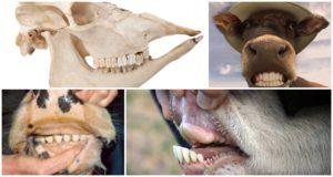 Layout and dental formula of a cow, anatomy of the structure of the jaw of cattle