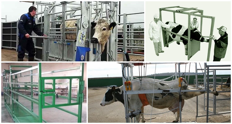 split for cattle