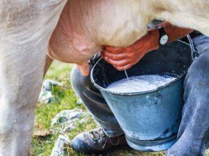 Warum Kuhmilch bitter ist und was zu tun ist, wie der normale Geschmack wiederhergestellt werden kann