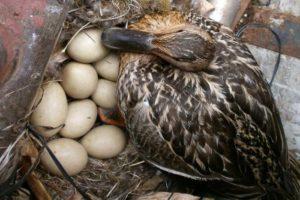How many days does a wild duck hatch eggs and in which nests it lays
