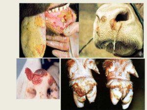 The causative agent and symptoms of foot and mouth disease in cattle, treatment of cows and possible danger