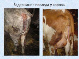 Како изгледа рођење у крави и колико траје, шта ако није отишло