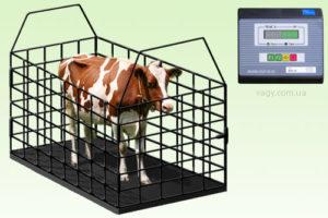 Cattle live weight measurement table, top-3 methods of determination