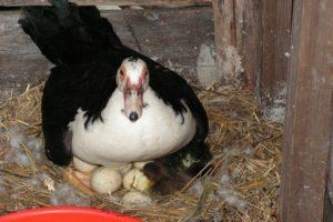 Quando em casa os patos começam a pôr e quantos ovos são dados por ano