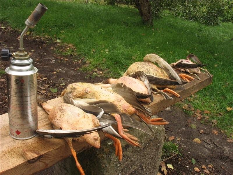 duck plucking