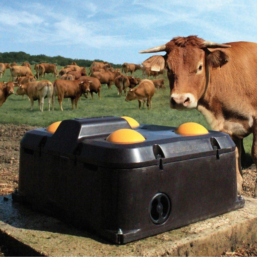 cow drinkers