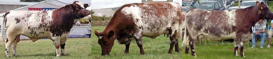 shorthorn breed of cows