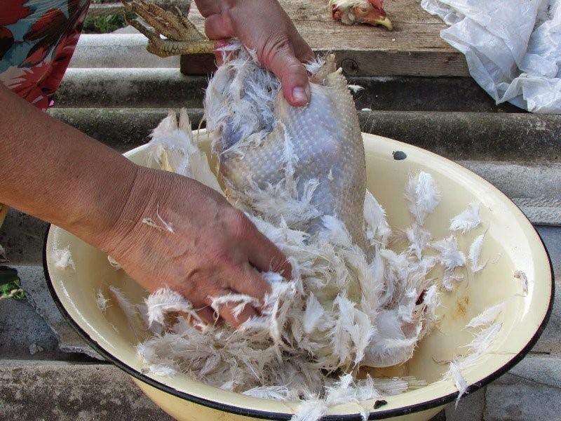 duck plucking
