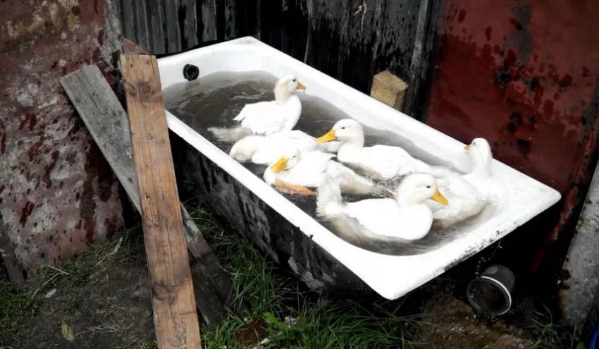 piscina faça você mesmo