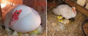 Warum eine Ente frisst und ihre Eier aus dem Nest wirft und was zu tun ist, wie zu verhindern ist