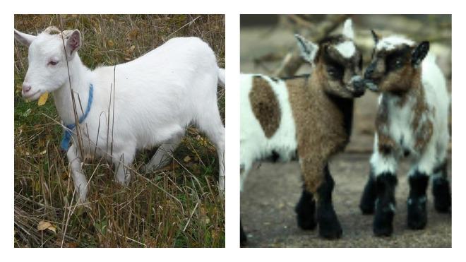 little goats