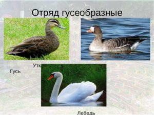 По какво точно лебедите се различават от гъските, описанието и характеристиките на птиците