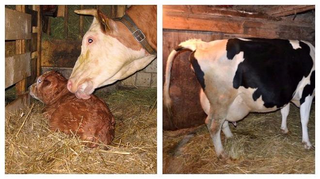 how many days after calving does the cow walk
