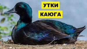 Description and characteristics of ducks of the Cayuga breed, the pros and cons of their maintenance