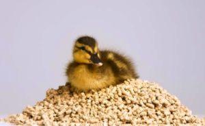 Zusammensetzung und Anteile des Mischfutters für Enten, wie man es zu Hause macht