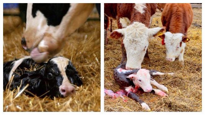 giving birth to a cow