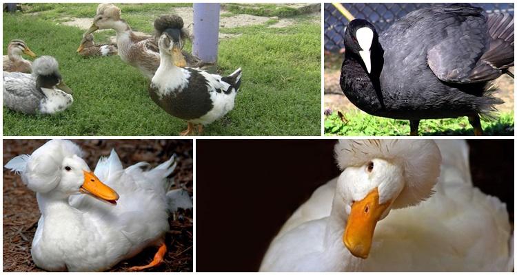 black and white duck with a tufted