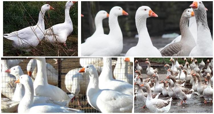 viele Enten
