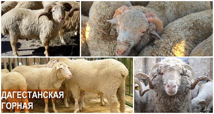 Τα πρόβατα του Νταγκεστάν