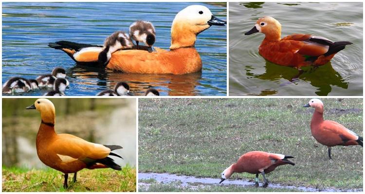 many ducks