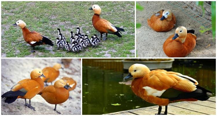 fire duck