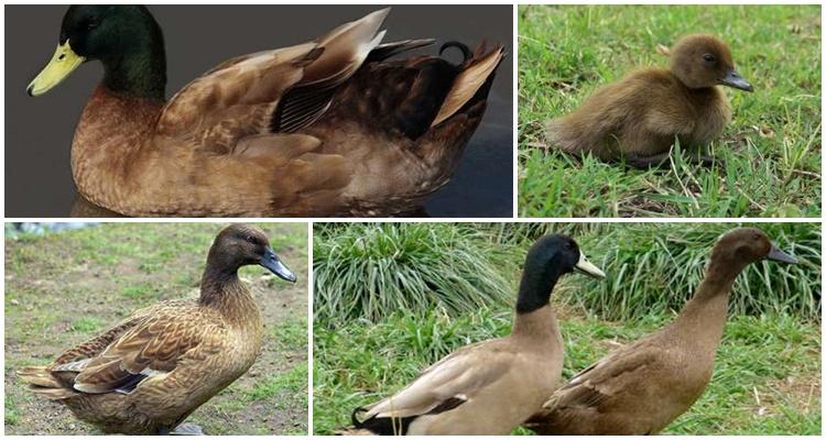 khaki duck