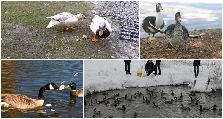 feeding ducks