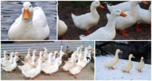 How to raise and breed Peking ducks at home