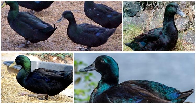 Kayuga Ente