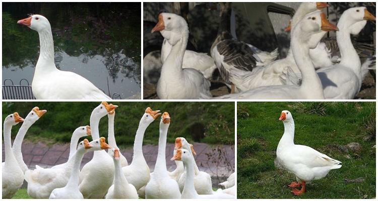 Rhine geese