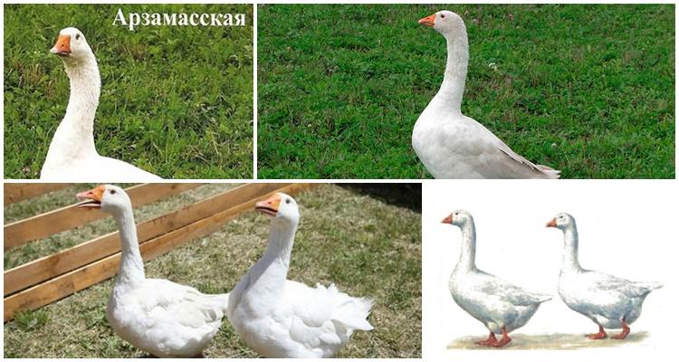 Arzamas goose