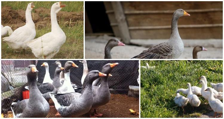 Ural graue Gans