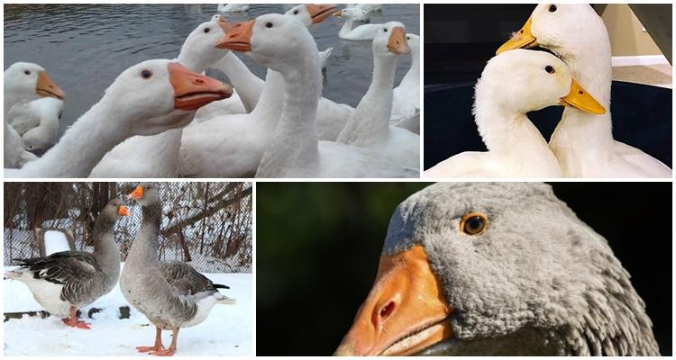 Ural graue Gans