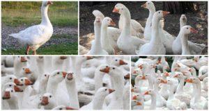 Description and characteristics of Danish Legard geese breed, breeding rules