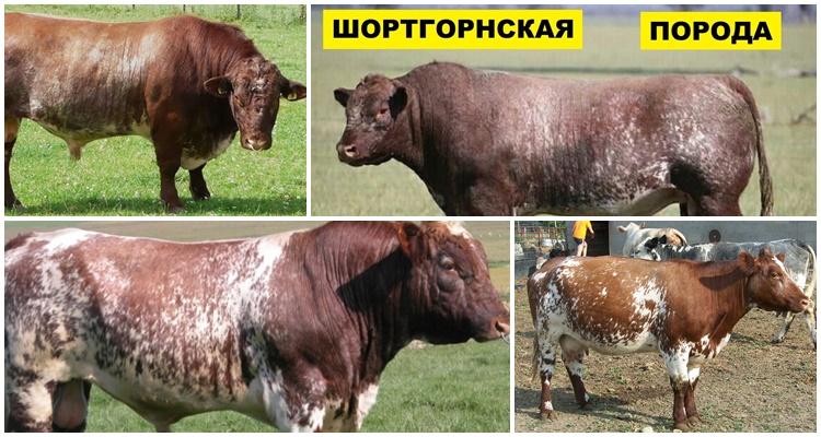 shorthorn breed of cows