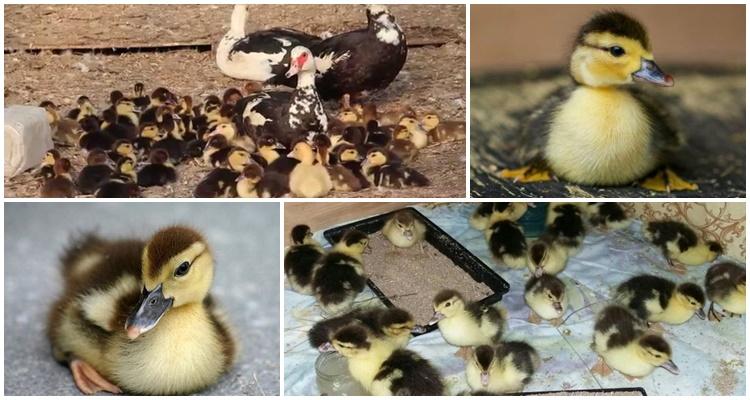 ducklings